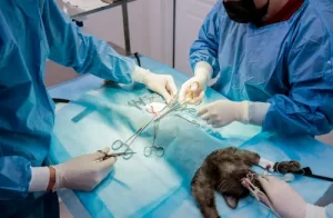 cirugía animal en tenerife