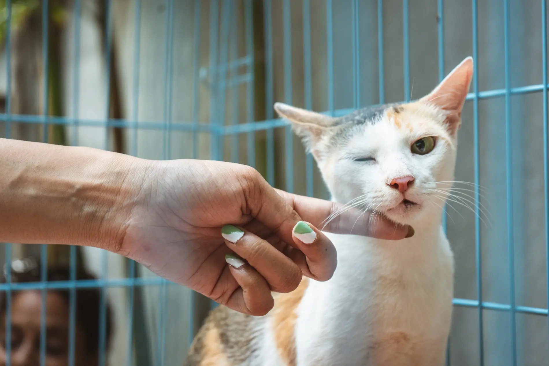 clínica veterinaria de gatos en santa cruz de tenerife